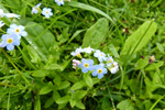 Mýrihoylús (Gloym meg ei) / Myosotis scorpioides