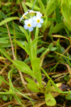 Skriðhoylús (Myosotis secunda) A. Murray (M. repens Don)