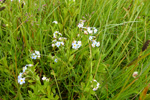 Skriðhoylús (Myosotis secunda) A. Murray (M. repens Don)