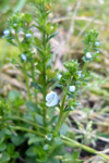 Akurbldepla / Veronica arvensis L.