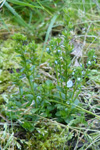 Akurbldepla / Veronica arvensis L.