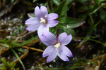 Arvadúnurt / Epilobium anagallidifolium Lam.