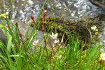 Stjrnusteinbrot / Saxifraga stellaris