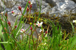 Stjørnusteinbrot / Saxifraga stellaris