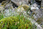 Ltil bjlluvsa / Equisetum variegatum Schleicher ex Weber & Mohr