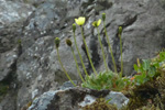 Rtmikil dreymslja / Papaver radicatum Rottb.