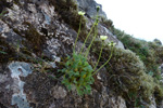 Rtmikil dreymslja / Papaver radicatum Rottb.