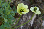 Rtmikil dreymslja / Papaver radicatum Rottb.