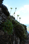 Rtmikil dreymslja / Papaver radicatum Rottb.