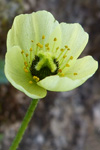 Rtmikil dreymslja / Papaver radicatum Rottb.