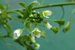 Hirahjartaarvi / Capsella bursa-pastoris (L.) Med.