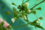 Hirahjartaarvi / Capsella bursa-pastoris (L.) Med.