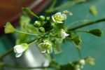 Hirahjartaarvi / Capsella bursa-pastoris (L.) Med.