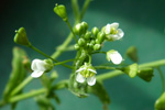 Hirahjartaarvi / Capsella bursa-pastoris (L.) Med.