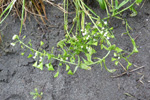 Hirahjartaarvi / Capsella bursa-pastoris (L.) Med.