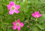 Mjk rsa / Rosa mollis SM.