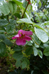 Mjk rsa / Rosa mollis SM.