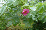 Mjk rsa / Rosa mollis SM.