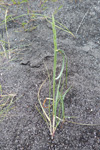 Sevkendur kveiki / Elymus farctus (Viv.) Runemark ex Melderis (Agropyron junceum (L.) Beauv.) ssp. boreali-atlanticus Simonet et Guinochet (= Agropyron junceiforme (A. & D. Löve) A. & D. Löve).