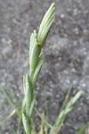 Sevkendur kveiki / Elymus farctus (Viv.) Runemark ex Melderis (Agropyron junceum (L.) Beauv.) ssp. boreali-atlanticus Simonet et Guinochet (= Agropyron junceiforme (A. & D. Löve) A. & D. Löve).