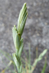 Sevkendur kveiki / Elymus farctus (Viv.) Runemark ex Melderis (Agropyron junceum (L.) Beauv.) ssp. boreali-atlanticus Simonet et Guinochet (= Agropyron junceiforme (A. & D. Löve) A. & D. Löve).