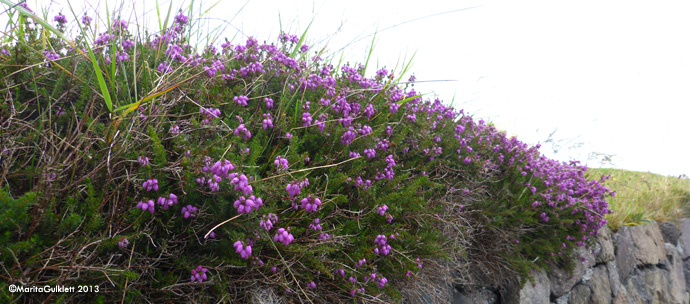 Froyskur klokkulyngur / Erica cinerea