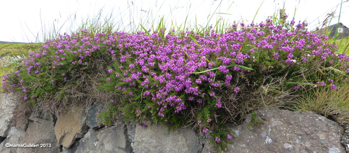 Froyskur klokkulyngur / Erica cinerea