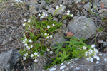 Hvt lknabldepla / Veronica officinalis L.