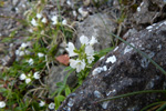 Hvt lknabldepla / Veronica officinalis L.