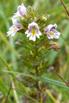 Eygnagras / Euphrasia officinalis