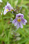 Eygnagras / Euphrasia officinalis