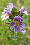 Eygnagras / Euphrasia officinalis