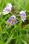 Eygnagras / Euphrasia officinalis