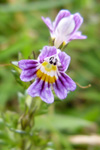 Eygnagras / Euphrasia officinalis