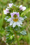 Eygnagras / Euphrasia officinalis