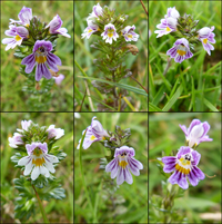 Eygnagras / Euphrasia officinalis