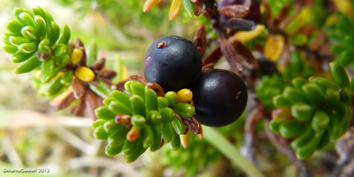 Tvíkynjaður berjalyngur / krákuber (Empetrum nigrum subsp. hermaphroditum (Hagerup) Böcher)