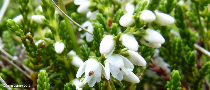 Vanligur heiðalyngur, hvítur / Calluna vulgaris (L.) Hull 