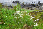 Snsrlikur / Achillea ptarmica L.