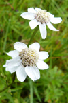 Snúsrølikur / Achillea ptarmica L.