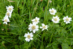 Snsrlikur / Achillea ptarmica L.