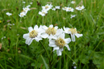 Snsrlikur / Achillea ptarmica L.