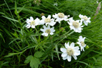 Snsrlikur / Achillea ptarmica L.