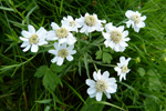 Snúsrølikur / Achillea ptarmica L.