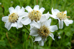 Snsrlikur / Achillea ptarmica L.