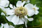 Snsrlikur / Achillea ptarmica L.