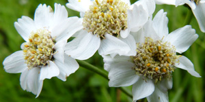 Snsrlikur / Achillea ptarmica L.