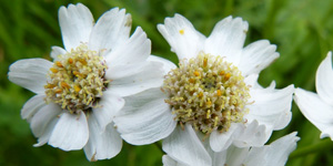 Snsrlikur / Achillea ptarmica L.