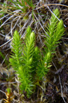 Lyngjavni / Lycopodium annotinum L.