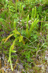 Lyngjavni / Lycopodium annotinum L.